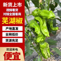 【实力推荐】精品芜湖椒产地直发品质保证支持视频看货