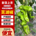 【实力推荐】精品芜湖椒产地直发品质保证支持视频看货