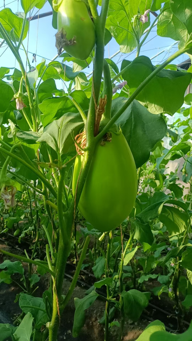 青茄子质量保证价格合理对接全国面光无皱