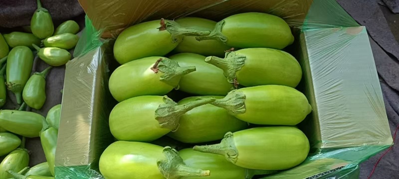 青茄子质量保证价格合理对接全国面光无皱
