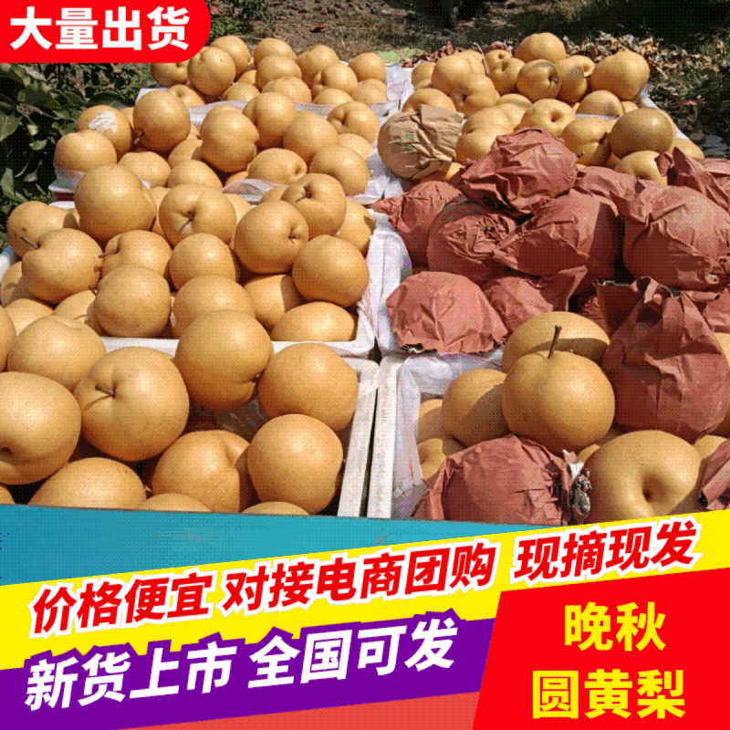 百亩果园百万水果喜迎全国客商来电恰谈合作，大量现货供应。