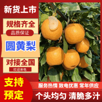 安徽黄梨/精品晚秋黄梨/一件代发电商团购便宜