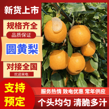 安徽黄梨/精品晚秋黄梨/一件代发电商团购便宜