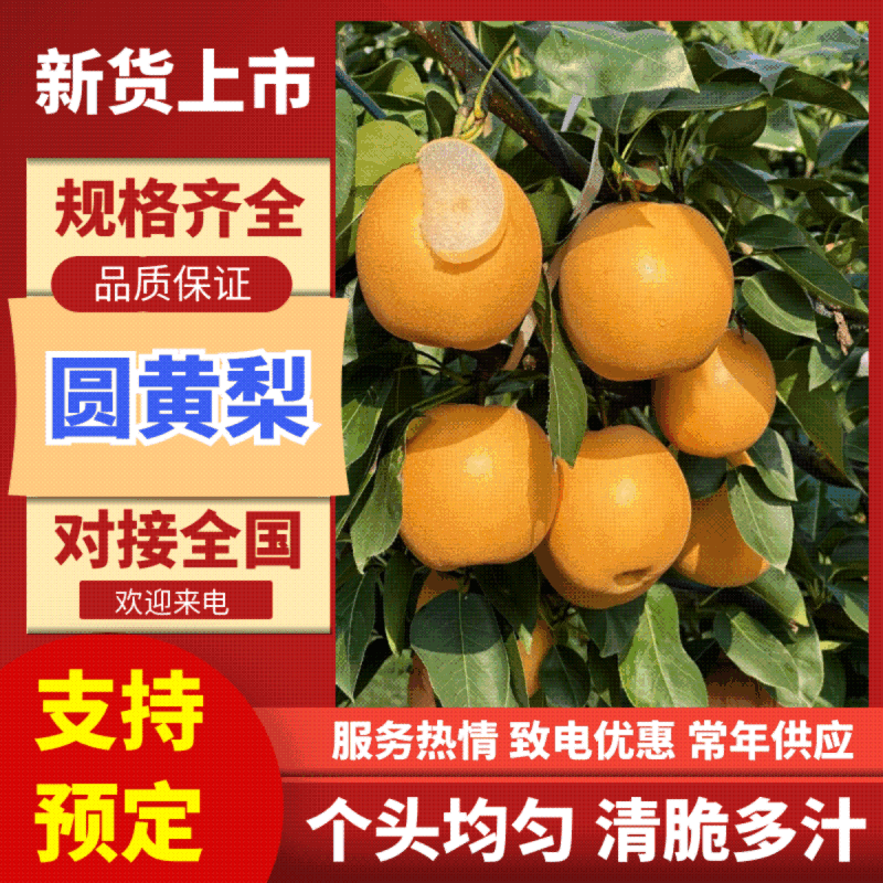 安徽黄梨/精品晚秋黄梨/一件代发电商团购便宜