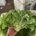 叶生菜无虫眼质量保证价格合理对接全国