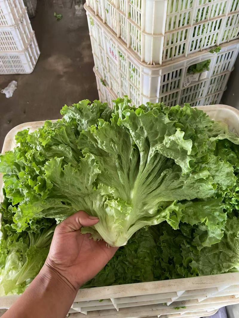 叶生菜无虫眼质量保证价格合理对接全国
