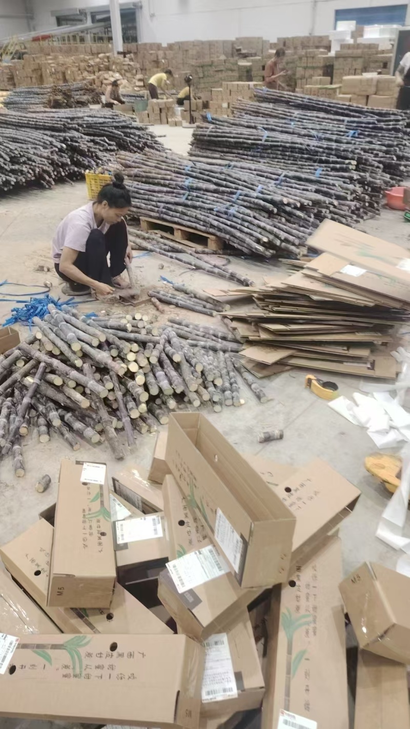 甘蔗广西黑皮甘蔗万亩基地全国发货支持一件代发量大从优