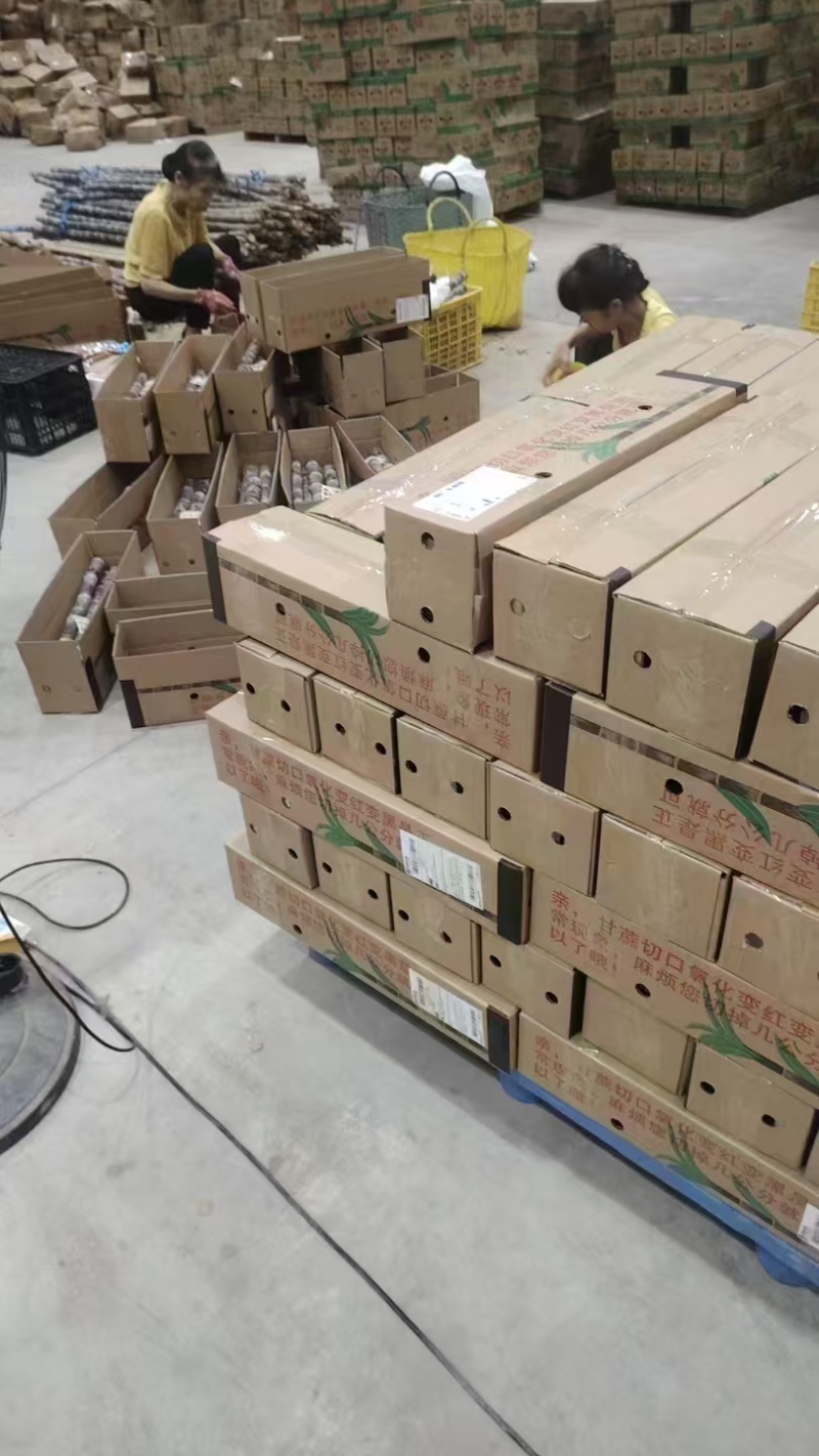 甘蔗广西黑皮甘蔗万亩基地全国发货支持一件代发量大从优