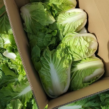 精品白菜大量供应产地直发价格优惠欢迎来电洽谈价更优