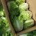 精品白菜大量供应产地直发价格优惠欢迎来电洽谈价更优