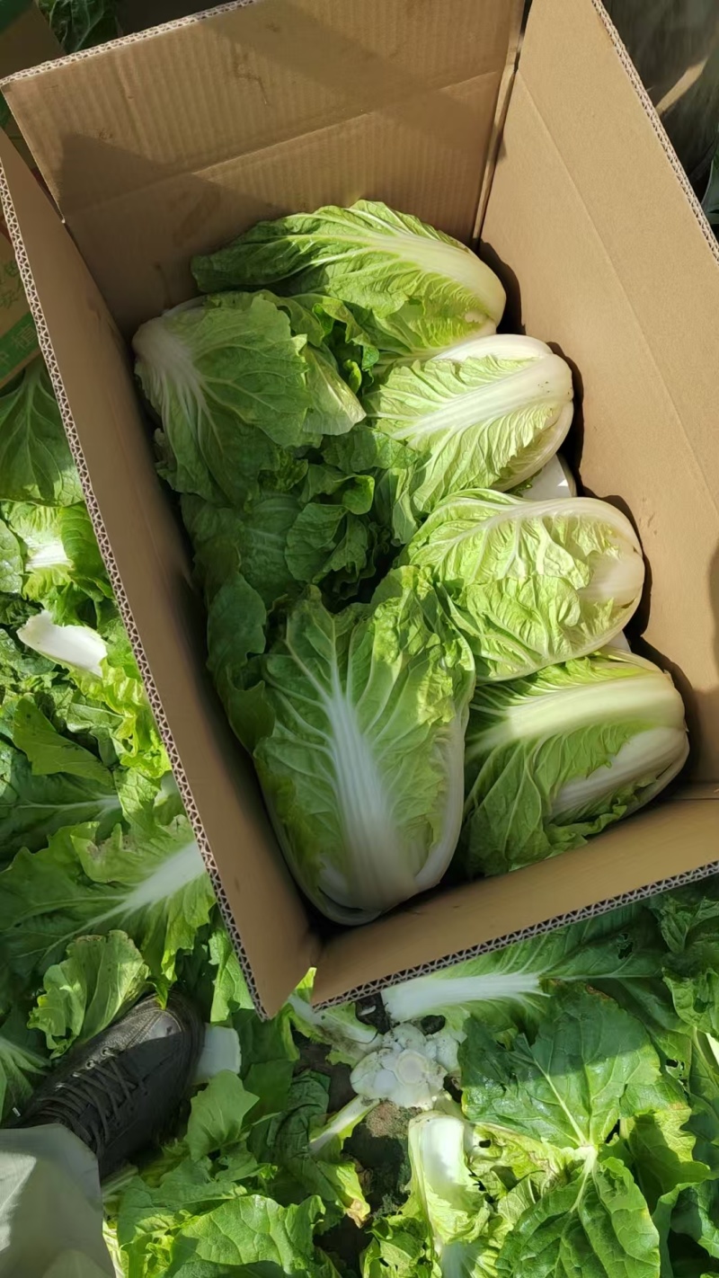 精品白菜大量供应产地直发价格优惠欢迎来电洽谈价更优