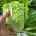精品白菜大量供应产地直发价格优惠欢迎来电洽谈价更优