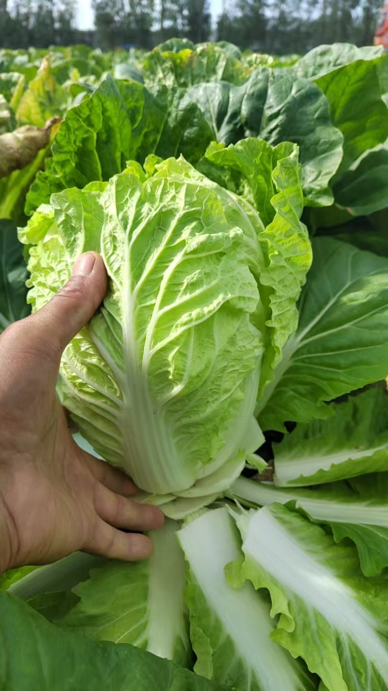 精品白菜大量供应产地直发价格优惠欢迎来电洽谈价更优