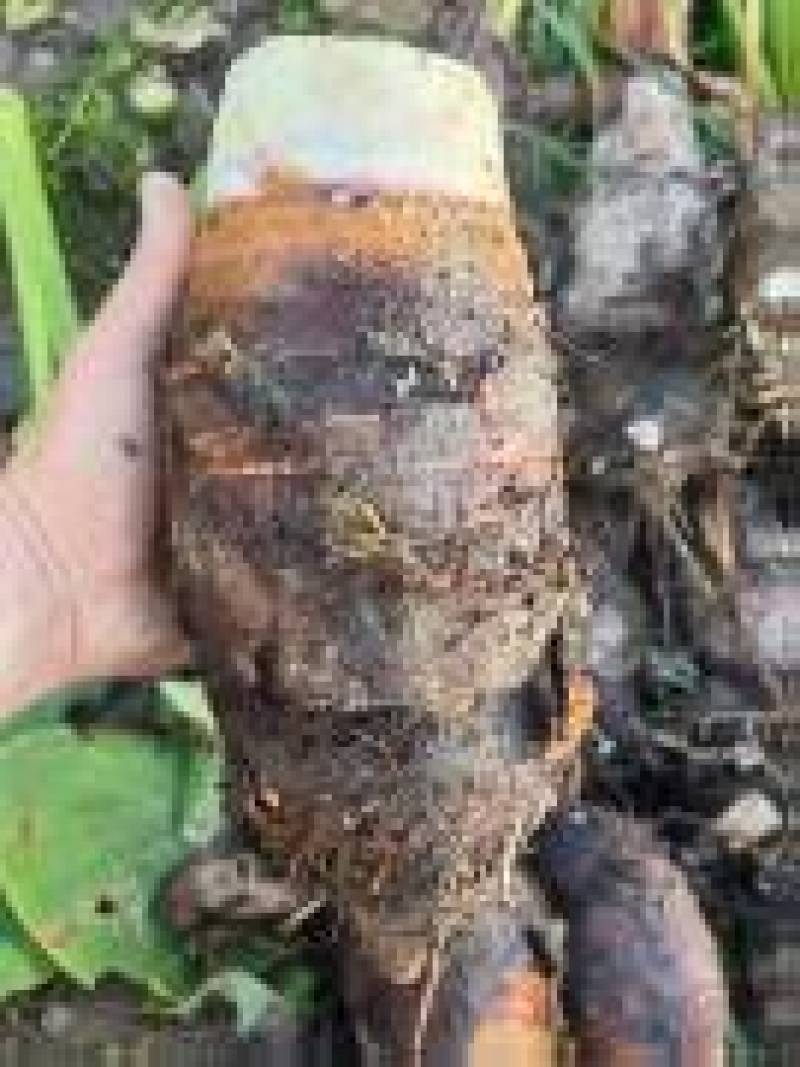 荔浦芋头品质保证产地直发价格优惠一手货源