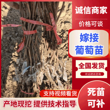 电商直播嫁接葡萄苗扦插苗高条葡萄大量出售基地直发保证质量