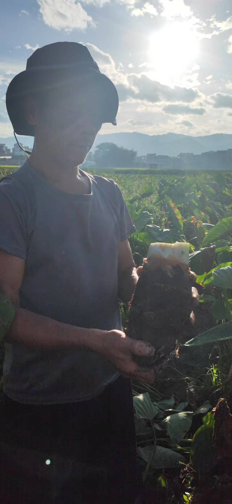荔浦芋头诚信经营产地直发一手货源价格优惠