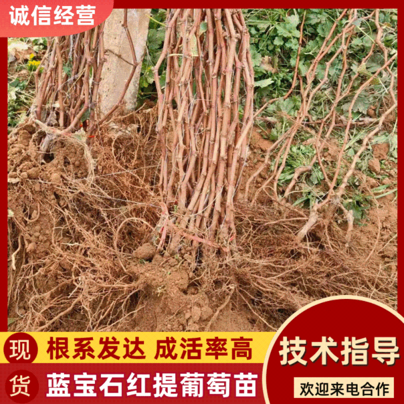秦皇岛2年生当年挂果巨峰蓝宝石红提维多利亚葡萄苗