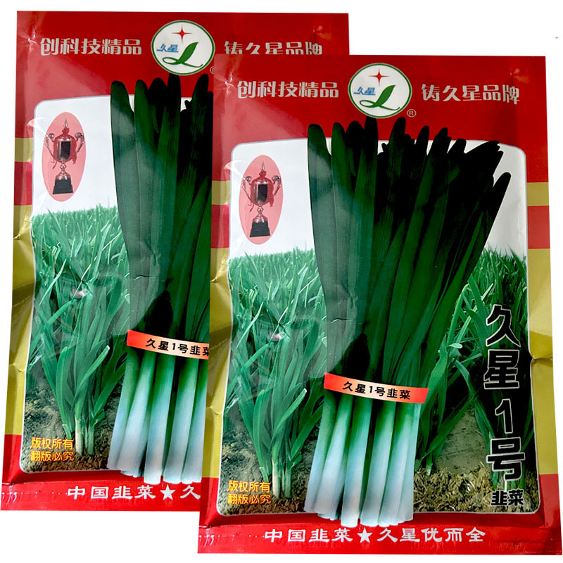 久星1号韭菜种子叶宽直立抗病抗寒休眠基地专用品种