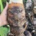 精品荔浦芋头量大从优价格优惠品质保证看货定价