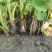 精品荔浦芋头量大从优价格优惠品质保证看货定价