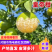 皇帝柑广西正宗皇帝柑基地直供量大从优代发全国
