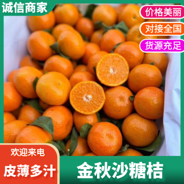 【广西沙糖桔】金秋沙糖桔皮薄多汁供应市场电商商超
