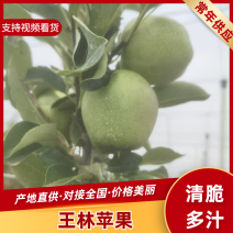 【山东苹果】王林苹果山东威海基地自产自销大量供应