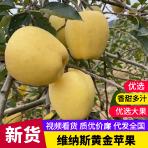 山东维纳斯黄金苹果威海苹果供应市场电商商超