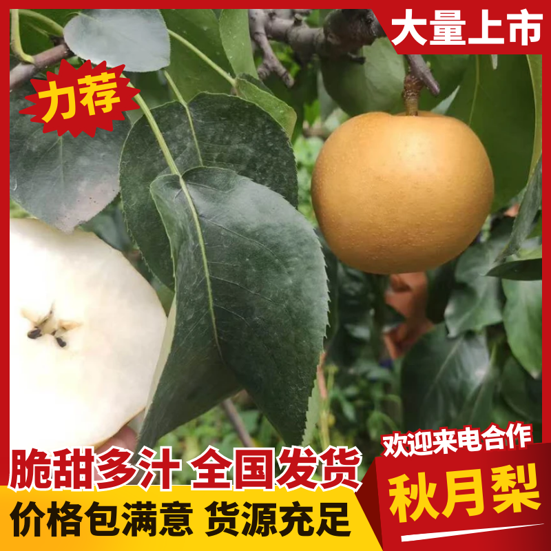 山东秋月梨千亩园持续供应绿色种植不用化学催熟剂