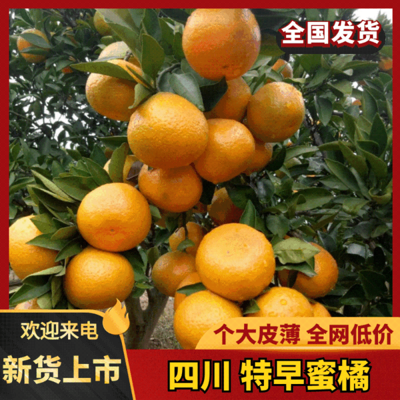 【蜜橘】四川内江资中特早普早蜜橘现货供应口感好耐运输一手货源