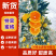 【四川蜜橘】特早蜜橘/四川蜜桔/抖音多多电商日供应2万单