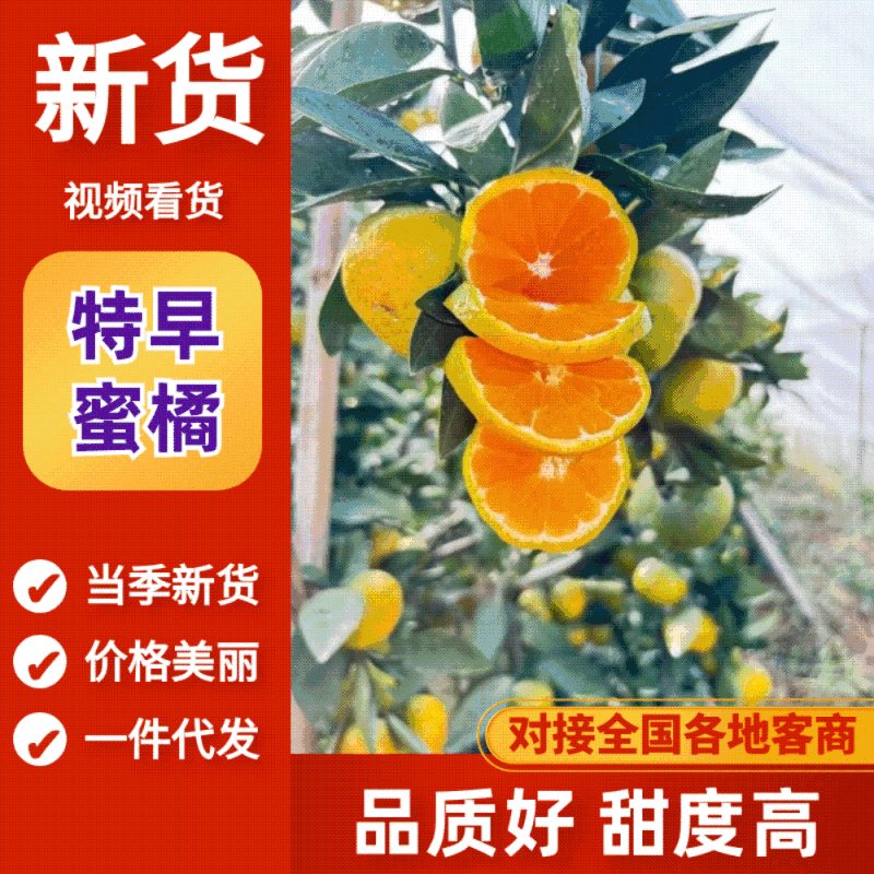 【四川蜜橘】特早蜜橘/四川蜜桔/抖音多多电商日供应2万单