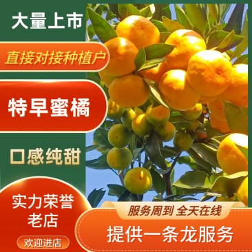 资中蜜橘/四川内次蜜橘/对接商超一件代发便宜特惠