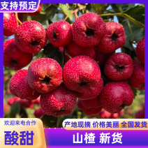 新鲜山楂，大量现货速发，产品保质保量，欢迎老板选购