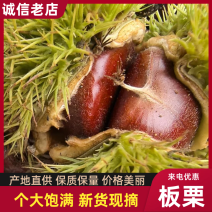 3113板栗颗粒饱满规格齐全价格合理电话联系