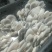 鲜平菇产地直销保质保量支持视频看货一手货源欢迎采购