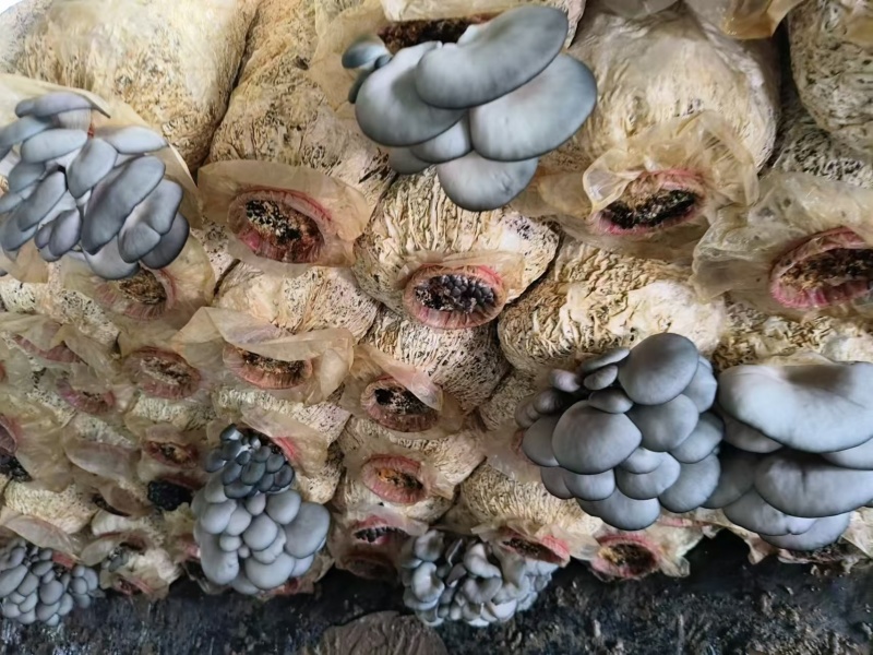 鲜平菇产地直销保质保量支持视频看货一手货源欢迎采购