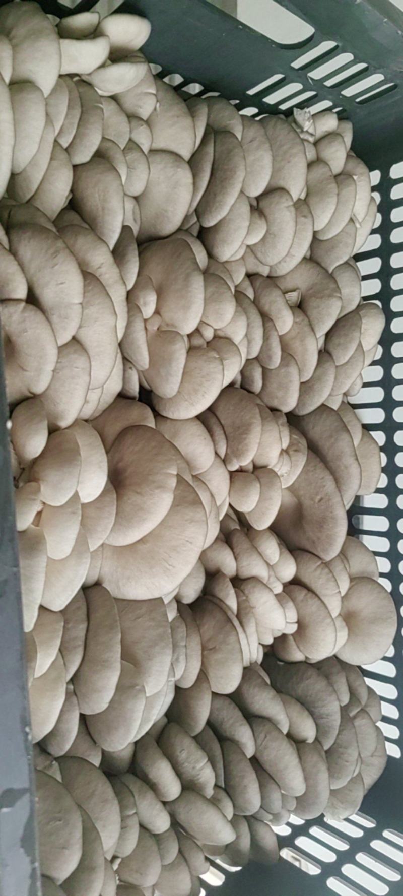 鲜平菇产地直销保质保量支持视频看货一手货源欢迎采购