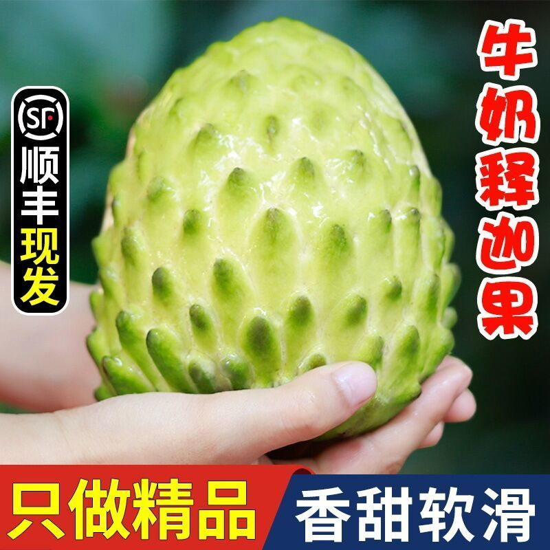 牛奶凤梨释迦果大量有货代发全国精品直供