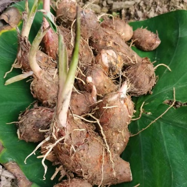 优质红牙芋头广西百色基地直供质量保证一手货源全国发货