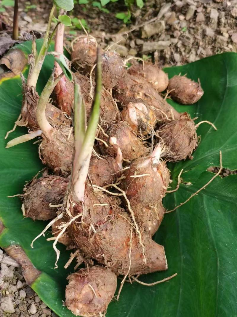 优质红牙芋头广西百色基地直供质量保证一手货源全国发货
