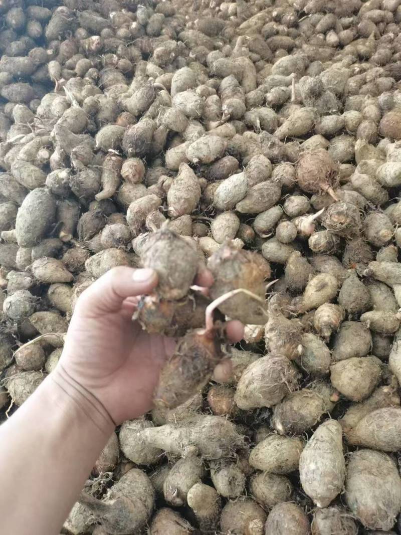 优质红牙芋头广西百色基地直供质量保证一手货源全国发货