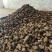 优质红牙芋头广西百色基地直供质量保证一手货源全国发货