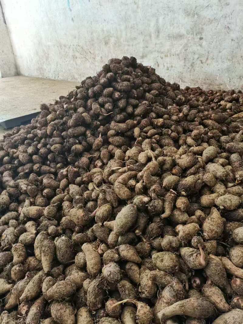 优质红牙芋头广西百色基地直供质量保证一手货源全国发货