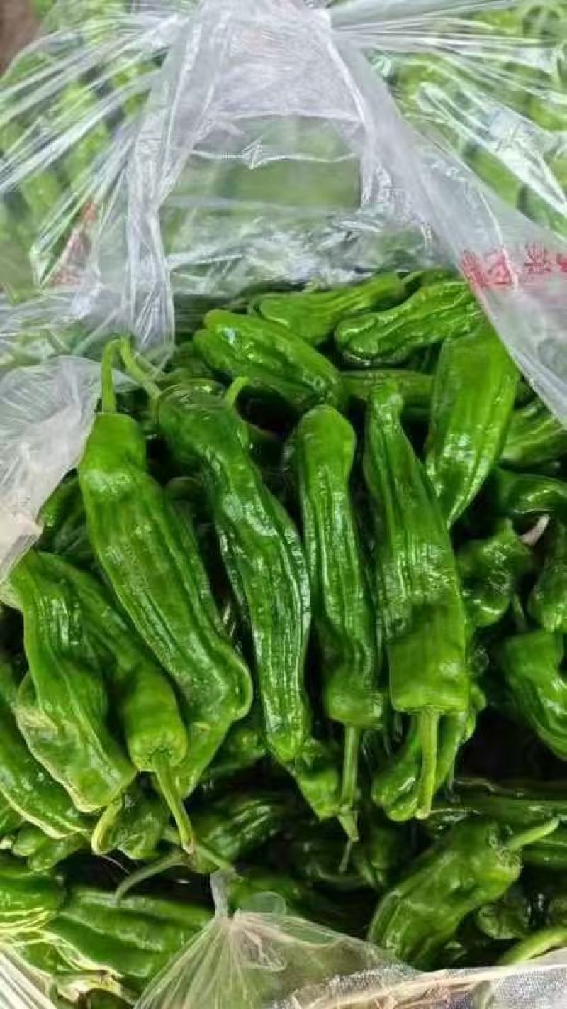 江苏薄皮椒产地一手货源，大量现货供应，规格齐全视频看货