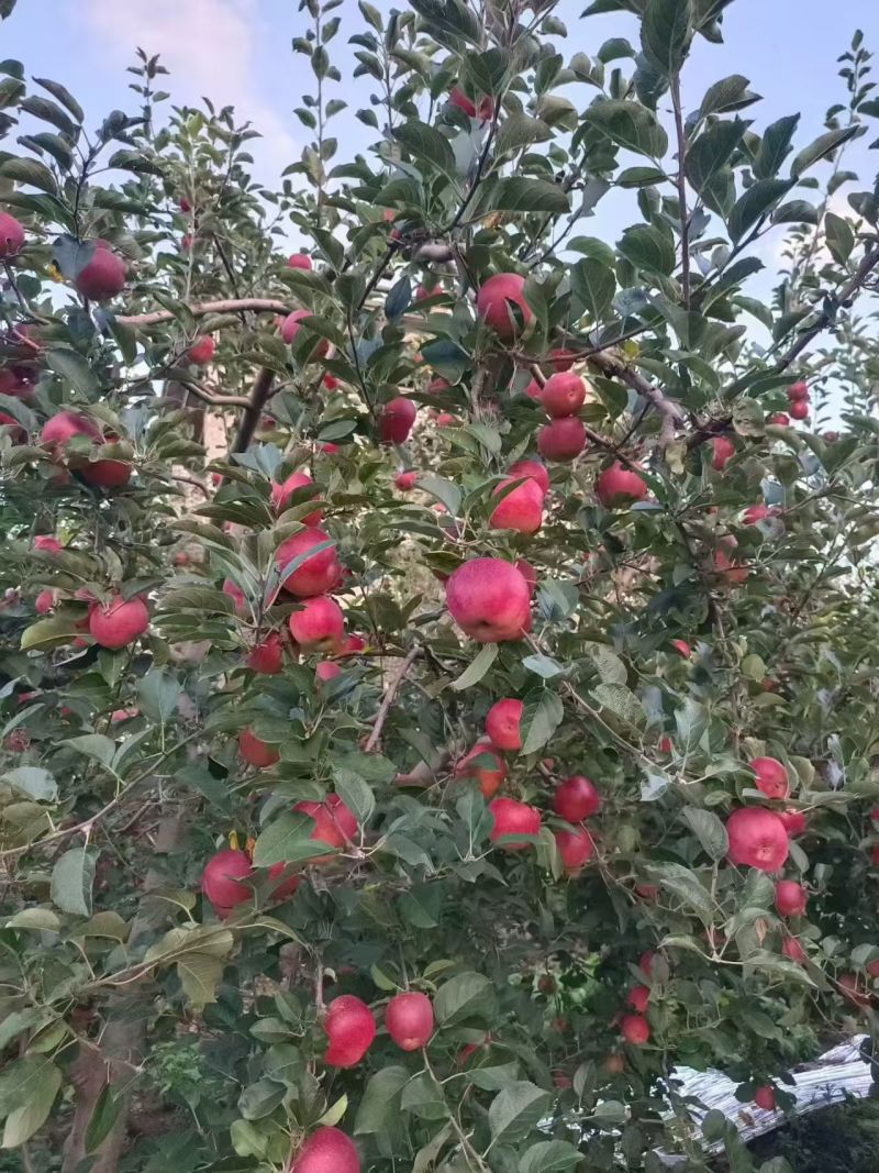 云南201苹果清甜可口价格美丽质量好走货快欢迎询价热卖中