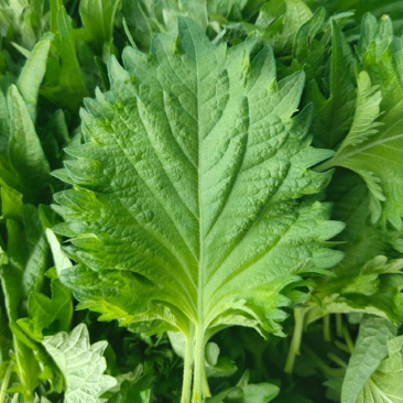 日本平叶紫苏种子易种植好发芽生鱼片用摆盘用大田基地种植