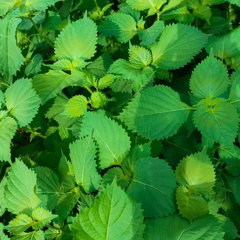 日本平叶紫苏种子易种植好发芽生鱼片用摆盘用大田基地种植