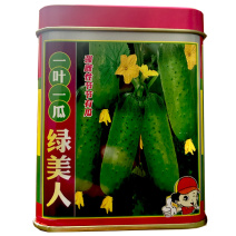 绿美人强雌水果黄瓜种子一叶一瓜浅绿肉大田基地品种