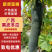 广西精品黑皮冬瓜铁心吊冬瓜条形好颜色深够粗够大一手货源